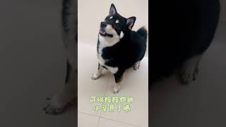 一定要看到最後⋯這隻狗太兇#寵物 #柴犬 #黑柴 #黑柴李元元