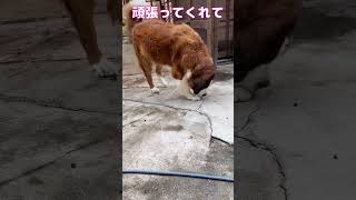 超大型犬JACK７歳骨肉腫との戦い。頑張ってくれてます。  #超大型犬  #shorts