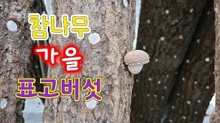 가을버섯 참나무 원목 표고버섯재배방법 슬슬 나올때가 됬쥬~