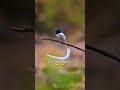 the dancing bird with a silk like tail a rare beauty 😍 shorts viralvideo trending animals birds