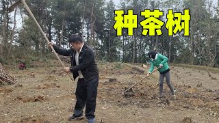 惊蛰时节已过，勇哥一家开始种茶树苗栽了一大遍，其乐融融【乡野勇哥】