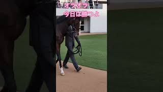 メロディーレーン ヘドバンしちゃうけど乙女なの #shorts #競馬 #メロディーレーン #パドック