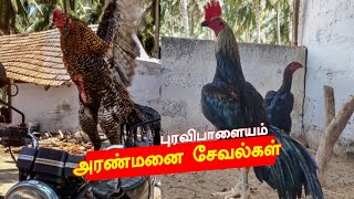 அரண்மனை பெருவெடை சேவல்கள்|சேவல் வளர்ப்பு|பெருவெடை சேவல் @brothersfarmtamil