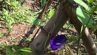 バタフライピーの花 — BUTTERFLY PEA FLOWER