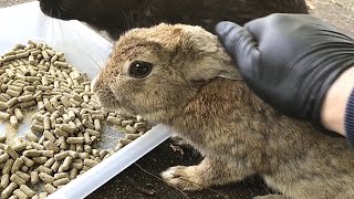 うさぎに「撫でないの？」とせかされたので超撫でた！