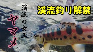 【渓流釣り】連発！テンカラで春のヤマメを狙ってみた