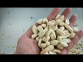 video of dry type peanut peeling machine