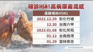 彰雲南蛋雞場傳H5N1疫情 已撲殺7.2萬雞隻｜20230204公視晚間新聞