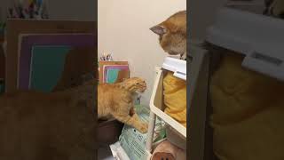 funny cats video 2024, funny cats and dogs videos #dog #funnydogs #pet #funny #puppy #catlover
