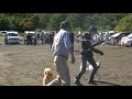 北海道犬協会　岩手本部展覧会　成犬第二牝　特良１席　レタル雪姫