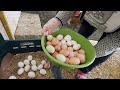 folluklardan yumurta toplama annemle 1 haftalik yumurta topladik chİcken egg collectİng