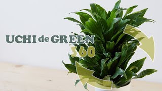 ドラセナ属の観葉植物「ドラセナ・コンパクタ」をご紹介します | UCHI de GREEN (ウチデグリーン）