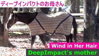 伝説の名馬ディープインパクトの母 ウィンドインハーヘア   サラブレッド☆ノーザンホースパーク Deep Impact ☆ Wind in Her Hair　Thoroughbred