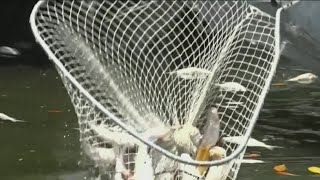 Red Tide: Contractors begin removing dead fish from canals, waterways in Manatee County