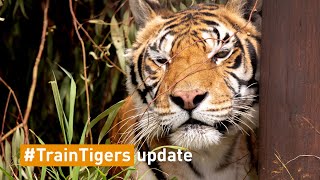 Train Tigers Update