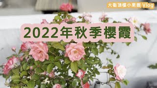 2022年秋季 櫻霞樹玫瑰