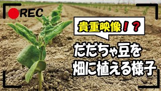 【貴重映像！？】だだちゃ豆を畑に効率よく植える様子