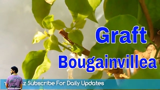 ऐसे करे बुगन बेल पे ग्राफ्टिंग /How to Graft Bougainvillea Plant with Update / Tips /Mammal Bonsai ऐसे करे बुगन बेल पे ग्राफ्टिंग /How to Graft Bougainvillea Plant with Update / Tips /Mammal Bonsai