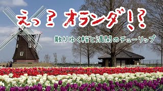 【♪咲いたぁー咲いたぁー！チューリップの花がぁー♪】《ちゃんぽ》第24回 あけぼの山農業公園～千葉県柏市～