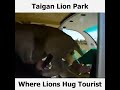 tourtotaiganlionpark wildlife lions huging tourists. this is what happens in taigan lion park