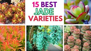 15 best Jade Varieties | Types of Jade plants that you can grow