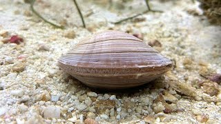 Facts: The Northern Quahog (Hard Clam)