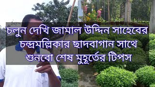 চলুন দেখি জামাল উদ্দিন সাহেবের চন্দ্রমল্লিকার ছাদ বাগান এবং শুনি শেষ মুহূর্তের টিপস।