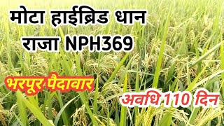 Hybrid paddy Raja 369, हाइब्रिड धान राजा 369,अवधि 110 से 115 दिन,मोटा धान।