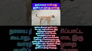 நாய்களை எப்போது குளிப்பாட்டுவது நல்லது #viralvideo #viraldog #viralshort #trendingshorts #doglover