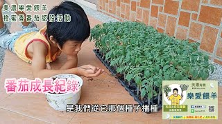 美濃青農-樂愛餵羊 111年橙蜜香小番茄認股自採活動