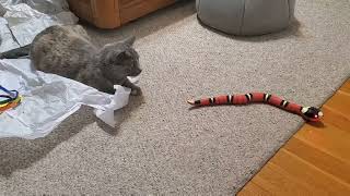 Tsuki Went Snake Hunting