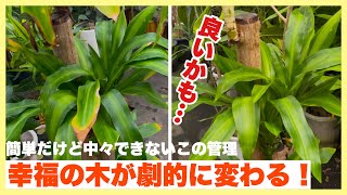 幸福の木が劇的に変わる！簡単だけど中々できないこの管理。やるとやらないでは大違い！