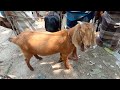 আজকে খাসি ছাগলের দাম জানুন। goat hat