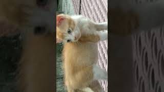 SENANGNYA KUCING-KUCING INI | The Kittens Happy Chasing Each Other