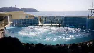 新江ノ島水族館　イルカショー  2014.3.24