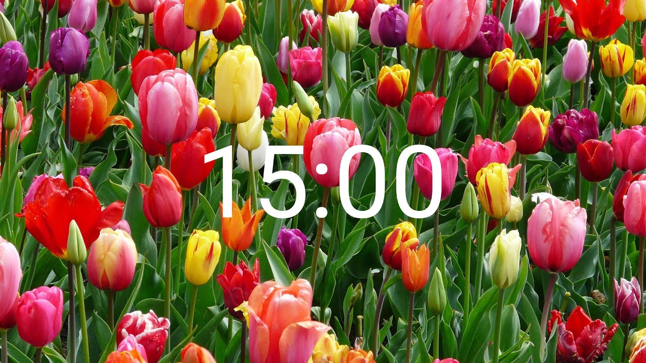 15 Minute Timer Spring Tulips Youtube