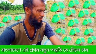 বাংলাদেশে এই প্রথম নতুন পদ্ধতি তে ঢেঁড়স চাষ ২০২২,