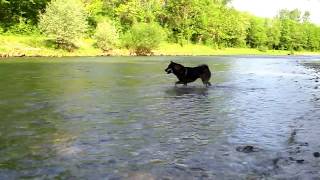 ShinRyu the Shikoku 四国犬 : Running Freely  at the Alz River