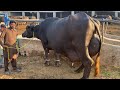 Jutt Dairy and Cattle Farm High Milking Nili Ravi Buffalos Dairy Farm of pakistan