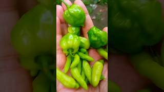 ഈ കിഴങ്ങൻ നിസാരക്കാരനല്ല #kerala #youtubeshorts #food #spicy