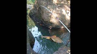 Uhuy babonya kena!! Mancing ikan wader teknik pelampung spot pegunungan tak terjamah mantab 7