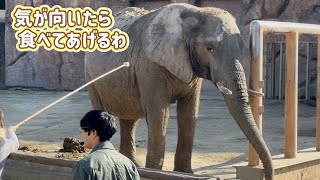 差し出された、おやつを直ぐには食べてあげないアイちゃん🐘😁　1月31日 アフリカゾウ　東武動物公園