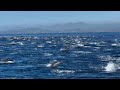 unbelievable dolphin stampede thousands of dolphins in action