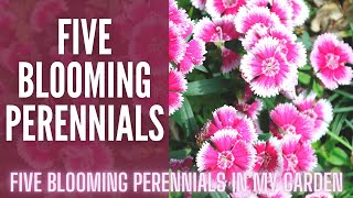 5 of My FAV Blooming Perennials 🌷🌷🌷 || Blooming Perennials Full Sun || Planting Perennials