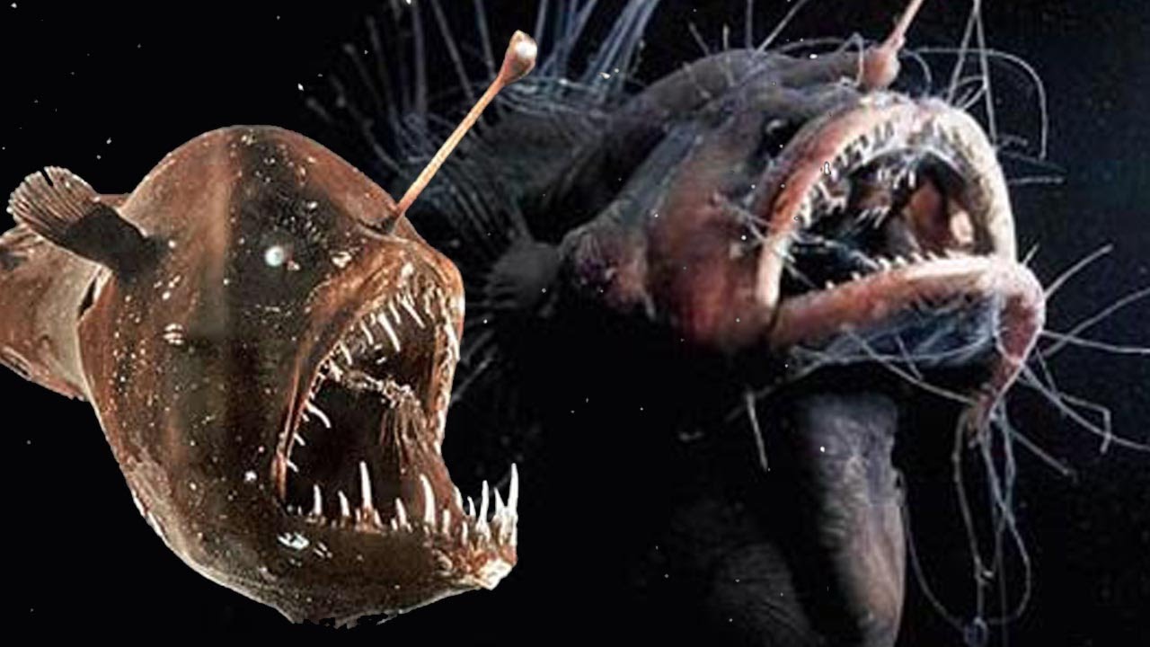 10 Weird Deep Sea Creatures