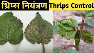 थ्रिप्स नियंत्रण और पैदावार बढ़ाए । Thrips disease treatment in cotton ।