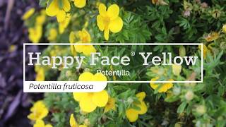 30 Seconds with Happy Face® Yellow Potentilla