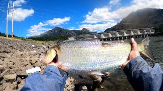 I Beat the WA State Shad Record - Shad fishing at Bonneville Dam 2020