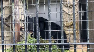 ツキノワグマのコマチさんのお食事の光景♪【野毛山動物園、令和4年5月2日月曜日】