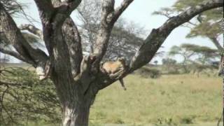 Tanzania Safari: Serengeti Leopards and Lions and Mt Kilimanjaro